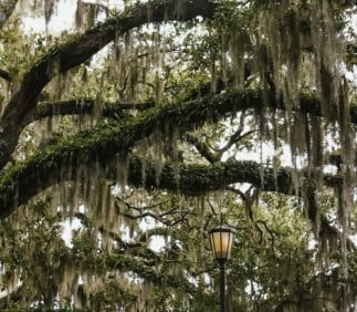 Tree in Forsyth park, Savannah